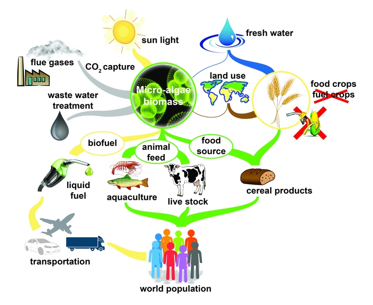 This diagram captures the role of micro-algae biomass cultivation at the nexus of food, water, and energy. 2017 J-WAFS Seed Grant recipient Mathias Kolle aims to create a new class of optical fibers that could transform large-scale industrial microalgae production, making microalgae-produced protein and fuel an economically viable, sustainable, and energy efficient option in the future.