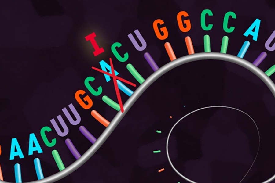 A  new “REPAIR” system edits RNA, rather than DNA.