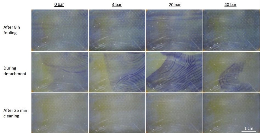 Images obtained in their laboratory setup enabled Emily Tow and Professor John Lienhard to show exactly how biofouling material builds up on a membrane over time, and how it is removed under different pressure conditions.