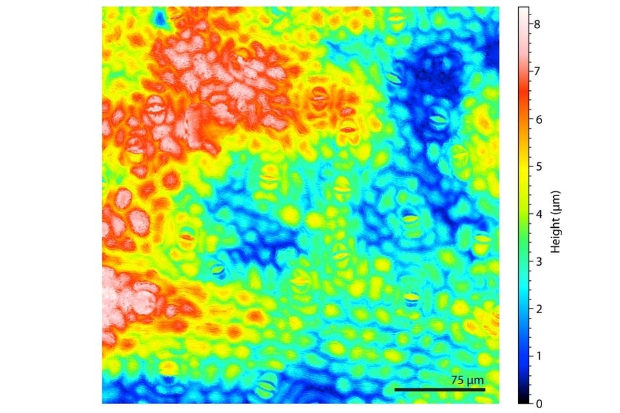 A height profile map demonstrates a highly nonplanar leaf surface. This and the nonuniform wetting leaf properties were the main challenges to printing micrometer-sized features on the leaf surface.