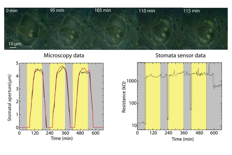 Top: Set of microscope images showing two micropillars aligned on top of a stoma. The stoma opens in response to white light illumination (t = 60 min). Bottom: Optically measured stomata aperture dynamics for a stoma in three consecutive white light on/off cycles and simultaneous resistance dynamics.
