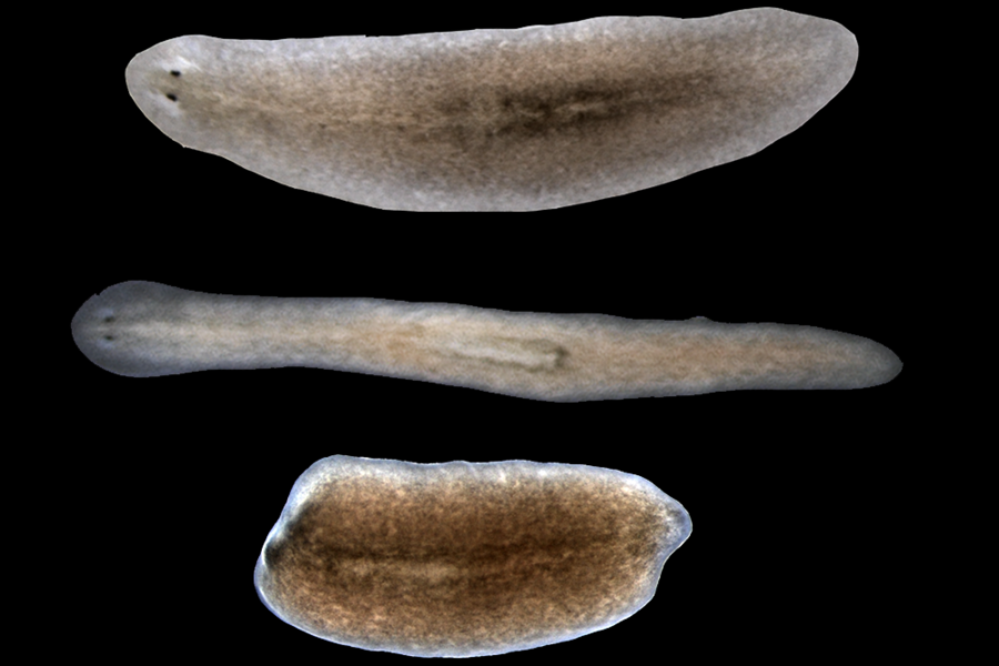 Planarians possess impressive regenerative capabilities that have helped Whitehead Institute researchers uncover distinct subsets of muscle that orchestrate and pattern regrowth.