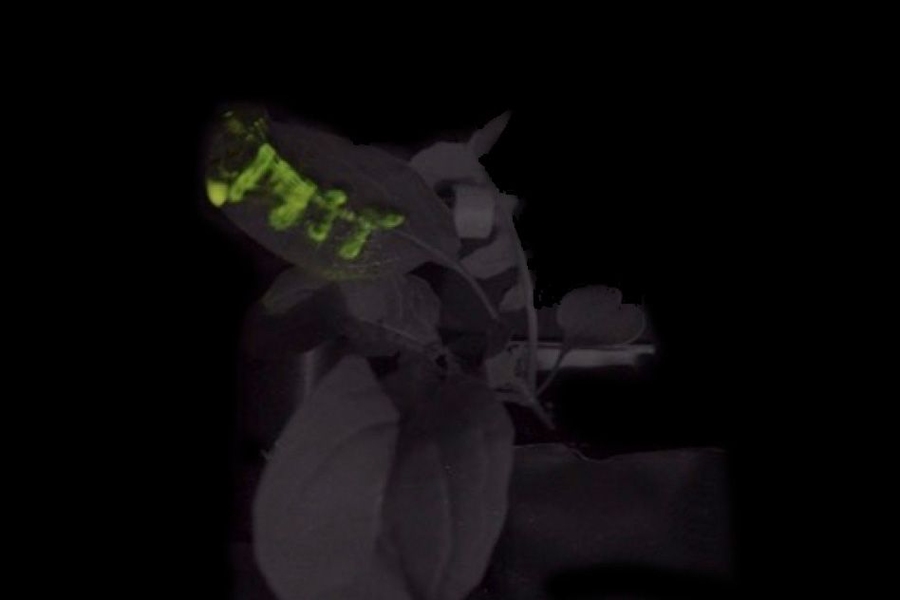 Engineers create plants that glow, MIT News