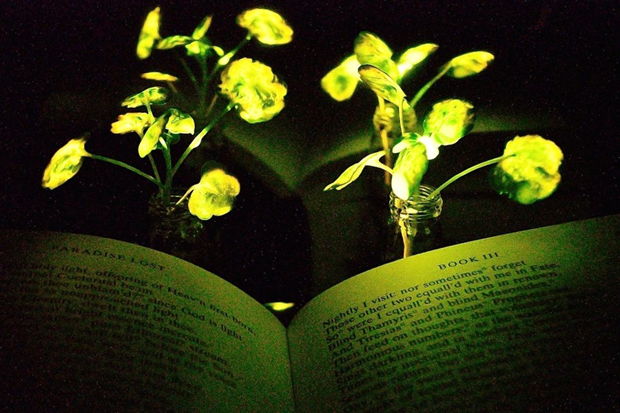 Engineers create plants glow | MIT News | Massachusetts Institute of Technology