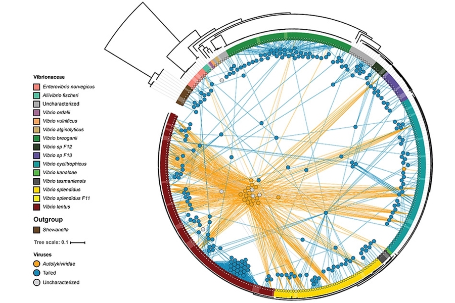 Diagram shows the relationships between marine viruses and the strains of bacteria they infect. The different strains of bacteria are shown around the rim of the circle, with colors indicating different species. Tailed viruses are shown as blue circles, and tailless viruses as orange circles. Each virus is connected by lines to the varieties of bacteria they can infect, showing that the tailless v...