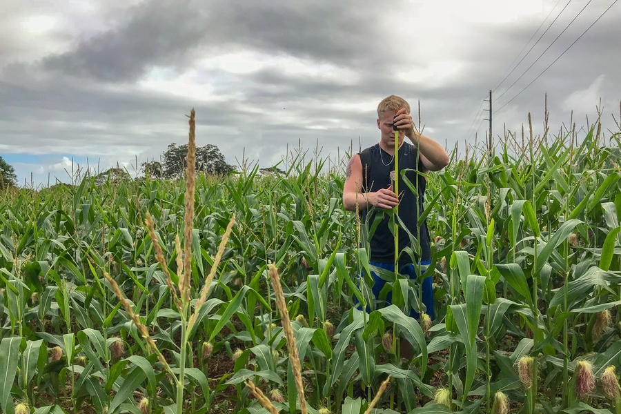 Third-year student Josh Wilson measures corn on a local farm in Hawaii as part of Traveling Research Environmental eXperiences (TREX), a unique fieldwork experience in which students take the lead.