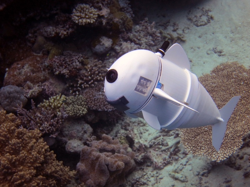 Soft robotic fish swims alongside real ones in coral reefs, MIT News