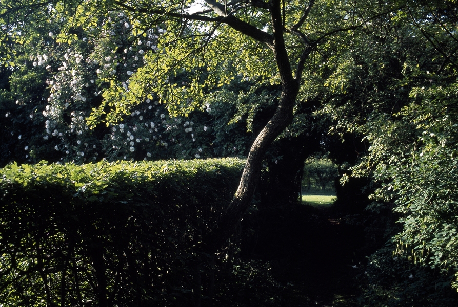 The clipped and the freely growing in the garden