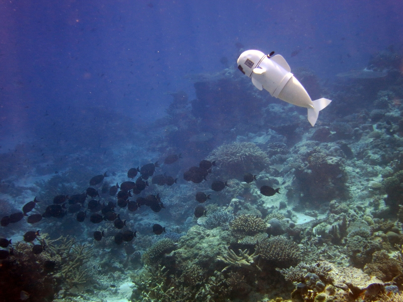 Soft robotic fish swims alongside real ones in coral reefs