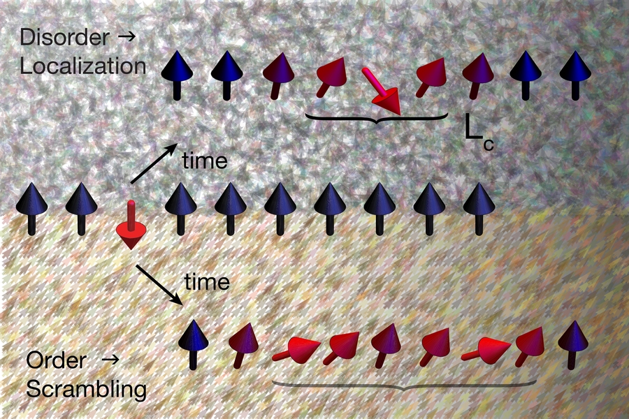 Quantum many-body correlations in a spin chain grow from an initial localized state in the absence of disorder, but are restricted to a finite size by disorder, as measured by the average correlation length.