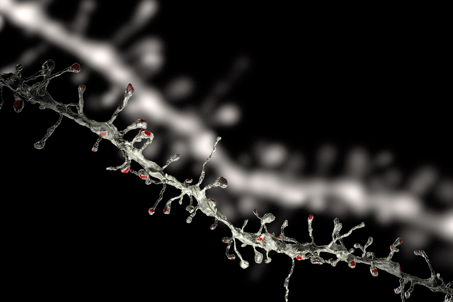 This image of a dendrite — a branch of a neuron — and its spines was reconstructed with electron microscopy (foreground) after it was imaged with two-photon microscopy in an intact brain (background).