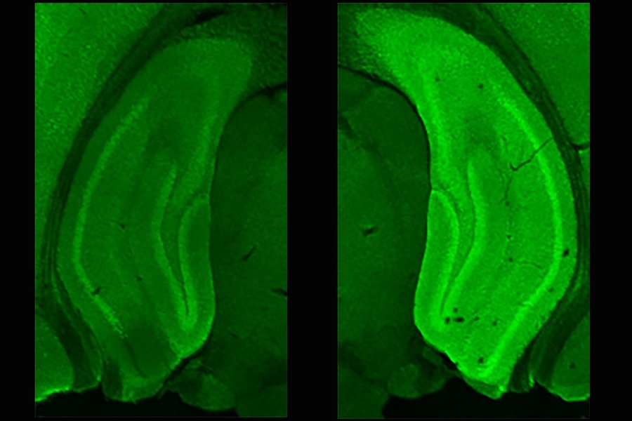 Brighter fluorescence (at right) represents greater expression of the protein neurogranin in the hippocampus of mice exposed to new contexts (versus mice not exposed to new contexts, at left). The quick production of neurogranin is believed to help in the creation of new memories.