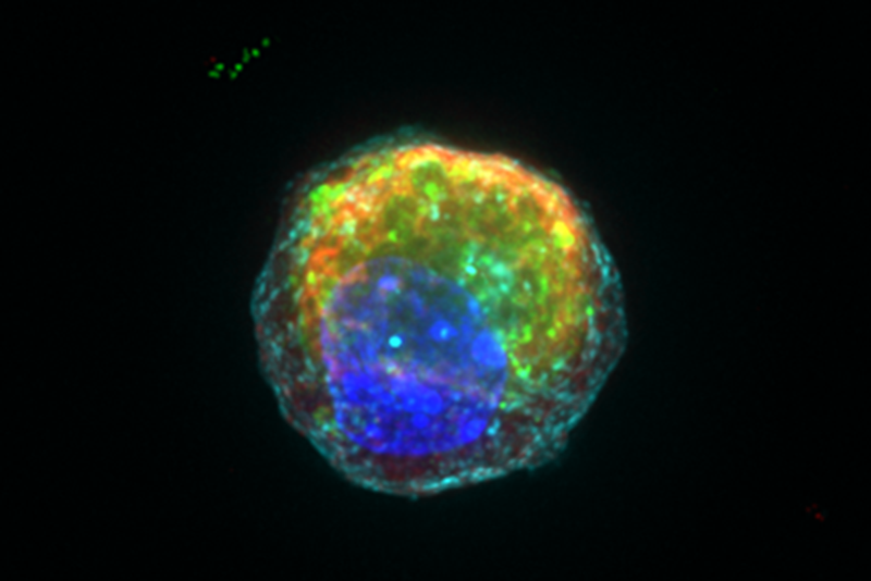 Researchers derived a single Paneth cell with anti-microbial granules in red and green from an adult intestinal stem cell.

