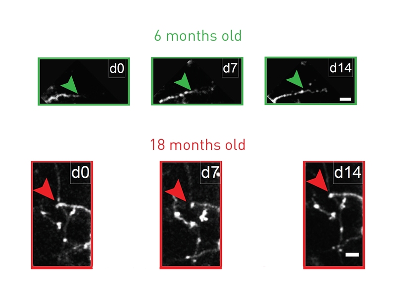 Tracking the growth of neuron arbors under the microscope over two weeks, researchers typically saw growth beyond the arrow marker in 6-month-old mice (green), but none beyond the marker in 18-month old mice (red).
