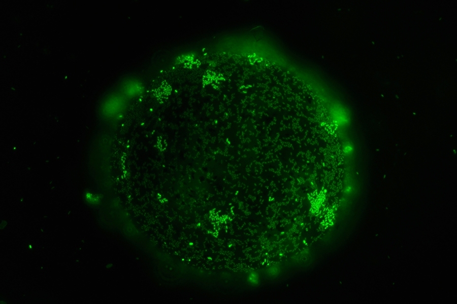 Marine bacteria form a community on a nutrient particle in the Cordero Lab.