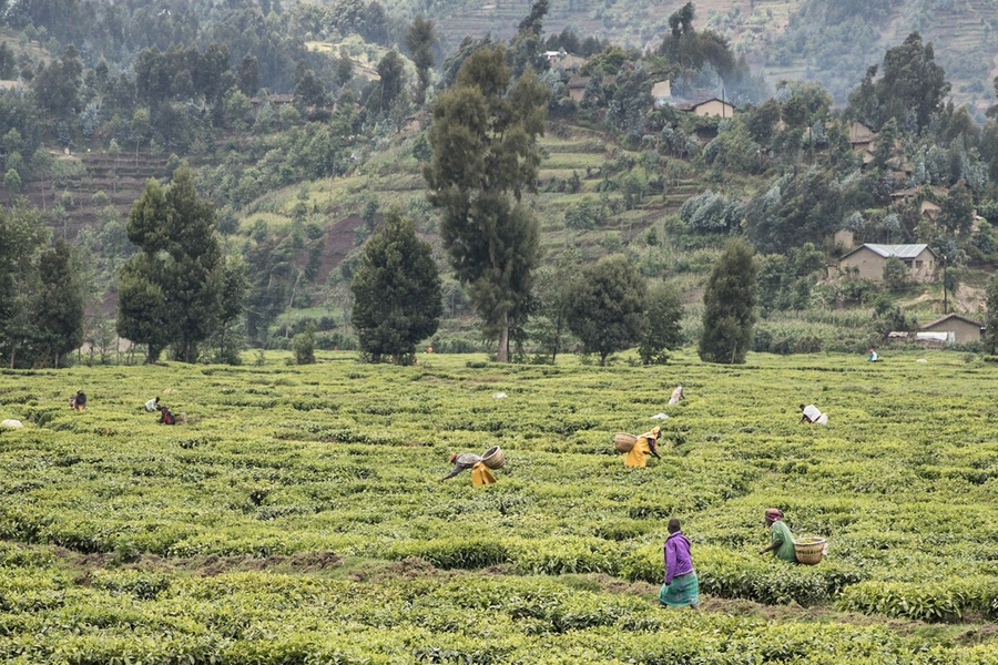 Harvesters gather crops on a farm in Rwanda. The Global Microbiome Conservancy's current studies focus on samples collected from 19 distinct populations sampled from sub-Saharan countries, Arctic regions, and North America.