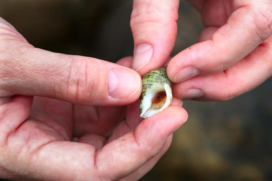 A close-up of a dog whelk, or Nucella lapillu, a common snail predator of the rocky intertidal