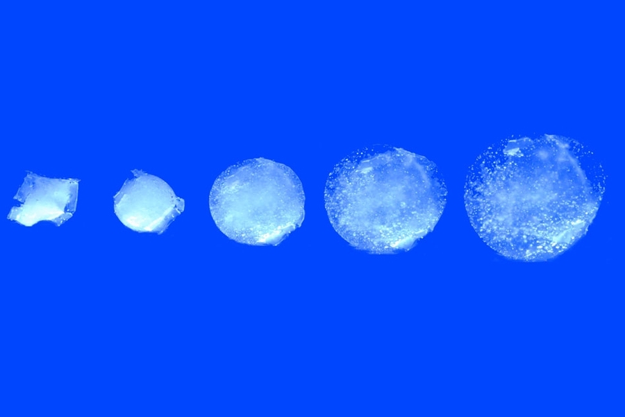 The ingestible hydrogel device swells in water with high speed and high ratio.