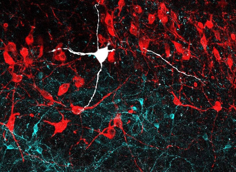 This confocal microscopy image of the locus coeruleus region of the mouse brain displays noradrenergic neurons in red and GABAergic neurons in cyan. A noradrenergic neuron recorded in the study is highlighted in white.