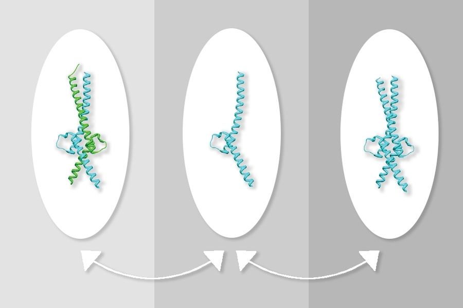 MIT researchers have discovered a way to manipulate the interactions of the proteins Myc and Max, which regulate gene transcription. At left, Myc interacts with Max, at center, Max is alone, at right, two molecules of Max.