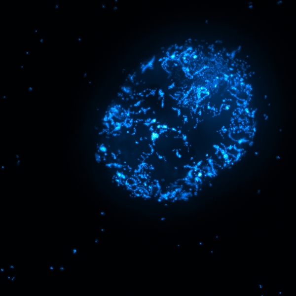 Bacteria immersed in samples of seawater, magnified 40 times