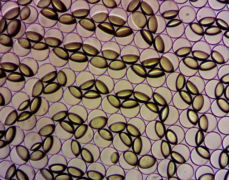 Janus emulsion droplets are captured in the process of changing form in response to the presence of contamination by a food pathogen in a lab setting. The emulsions can be viewed by the naked eye and, with the aid of a handheld sensor currently in development, can quantify the presence and amount of bacterial contamination in foodp
