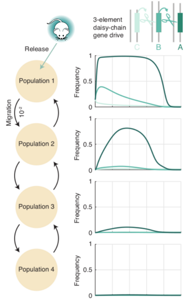 Unlike a self-propagating gene drive, a daisy drive system is predicted to be capable of editing a single population of wild organisms without spreading to all connected populations.