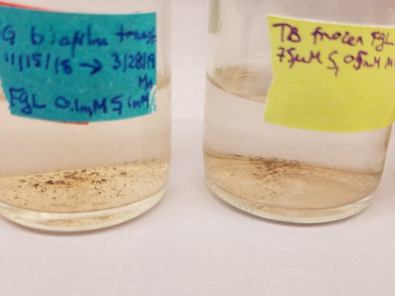 Fine grains of dolomite form on anaerobic microbial mats under various environmental conditions.