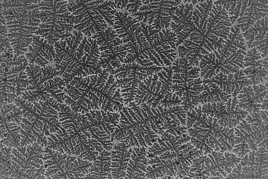 Niobium deposited on top of graphene produces structures that look like the frost patterns formed on the inside of windows in winter, or the feathery patterns of some ferns. They are called dendritic structures.