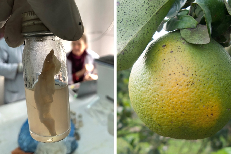 Left: A water sample undergoing testing using the J-WAFS-funded water quality test kit soon to be deployed throughout Nepal. Right: Citrus trees infected with citrus greening disease are highly contagious and can wipe out whole orange groves. A J-WAFS-funded sensor could help farmers detect the disease much earlier.
