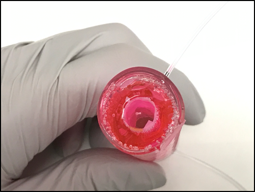 This photo shows a tubular core-shell origami gut prototype designed at the laboratory. Microbial samples are flowed through the core of the device, while the outer ring is designed to support the culture of human cells.