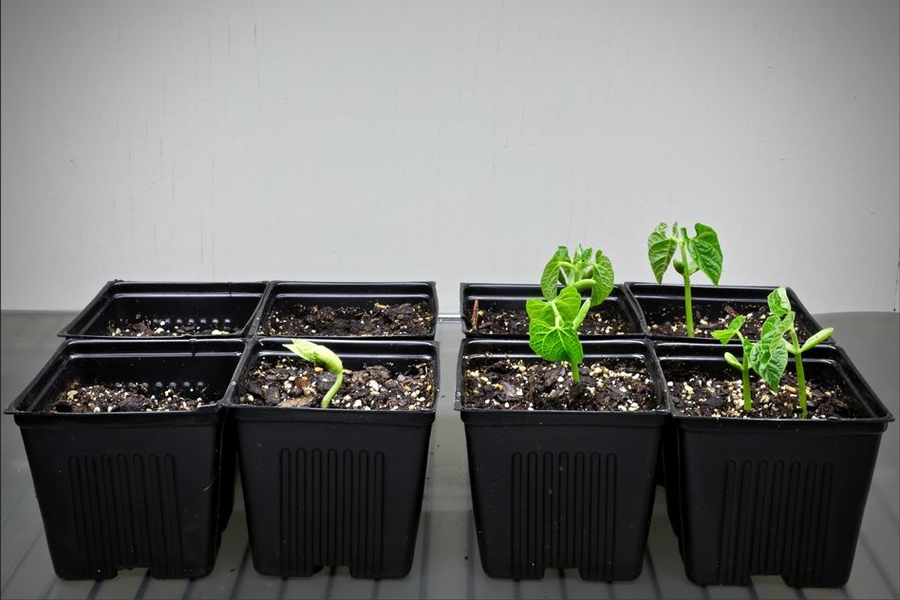 Planted in identical pots of salty soil, untreated seeds (left) mostly fail to germinate, while the coated seeds (right) develop normally.