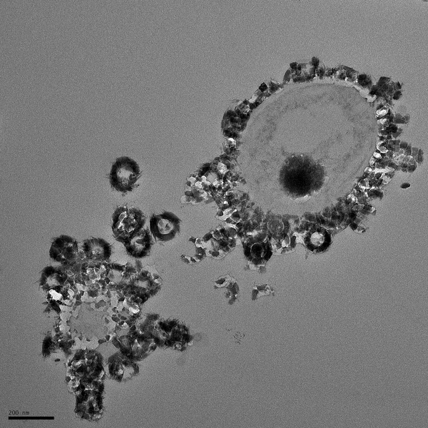 Biomineralization of dolomite and manganese oxide minerals on the cell surfaces of Chlorobium sp.
