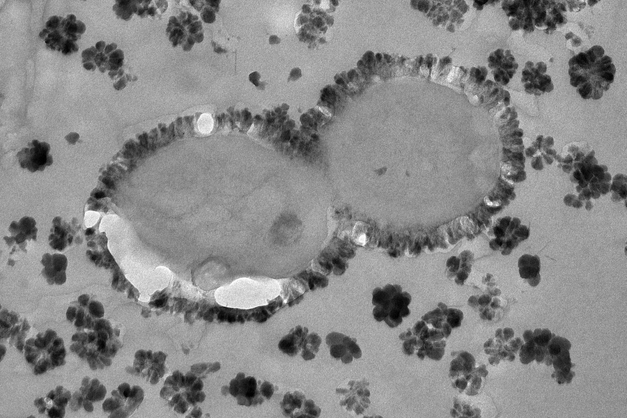 Biomineralization of dolomite and manganese oxide minerals on the cell surfaces of Chlorobium sp.