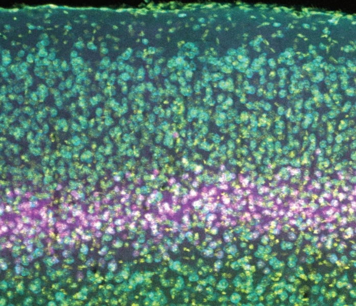 The visual cortex, where the brain processes visual input, is made like a stack of pancakes. In a new study, scientists sought to determine the role in several visual phenomena of a receptor on neurons in layer 4. 
