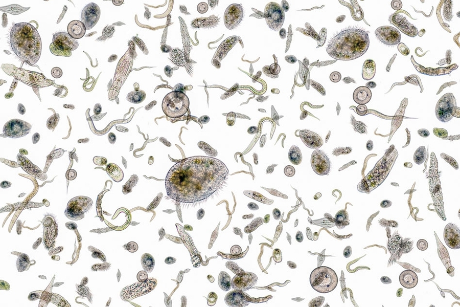 Iron is an essential nutrient for phytoplankton growth, but a new study finds that artificially pumping vast amounts of iron into the oceans won’t bump up the microbes’ populations, or their capacity to sequester carbon dioxide.