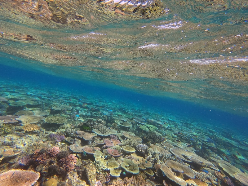 While doing research in Australia through MISTI, Kornberg and senior Nicholas Fritzinger-Pittman took some downtime snorkeling in Keeper Reef.