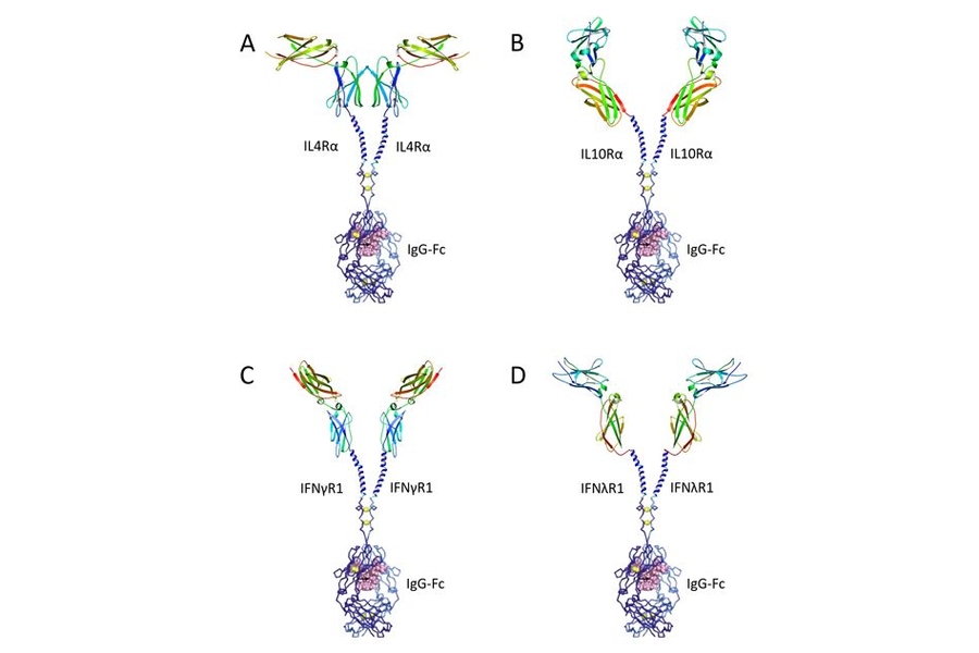 This image shows schematic illustrations for Fc-fused QTY variant cytokine receptors with an antibody-like structure. These illustrations are not to scale and the receptor structures are significantly emphasized for clarity.