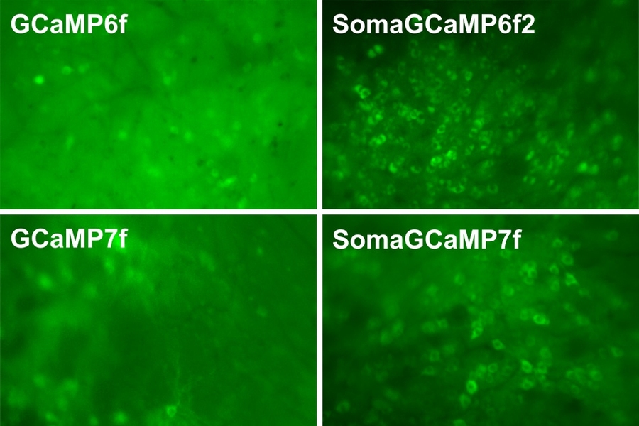 Using a new calcium indicator that accumulates in the cell bodies of neurons (boxes at right), MIT neuroscientists are able to more accurately image neuron activity. Traditional calcium indicators (boxes at left) can generate crosstalk that blurs the images.
