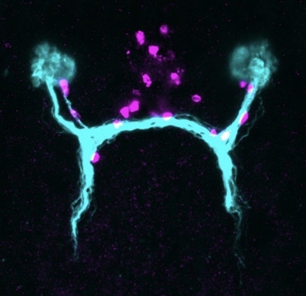 Fluorescent image of the visual system of the planarian <i>Schmidtea Mediterranea.</i> Visual axons and photoreceptor neurons shown in cyan, guidepost-like cells shown in magenta. 