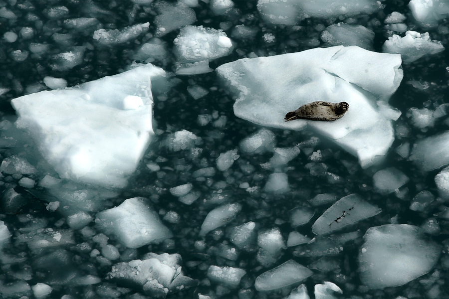 Photo of a harbor seal, resting on a chunk of ice