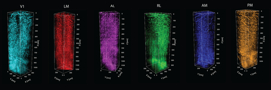 Live imaging method brings structure to mapping brain function