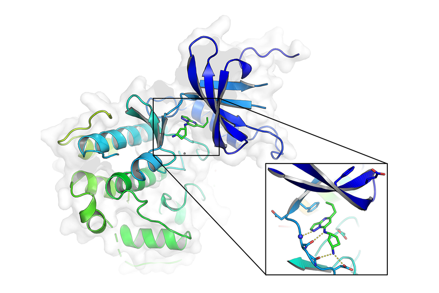 Graphic rendering of a small molecule binding to CDK9