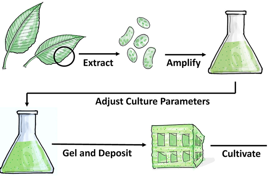 plant cell culture