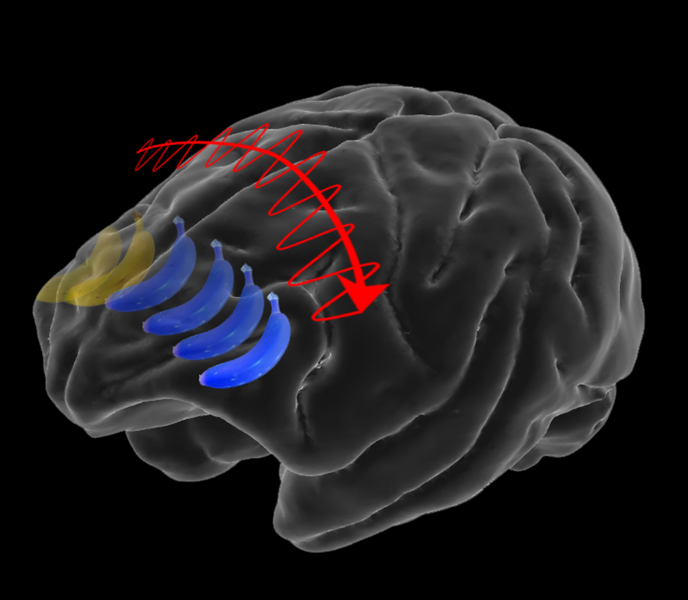 Simon Says — Building Brains Together