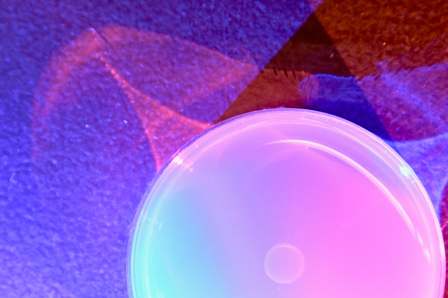 Photo of an agar plate with blue and red lights shining on it.