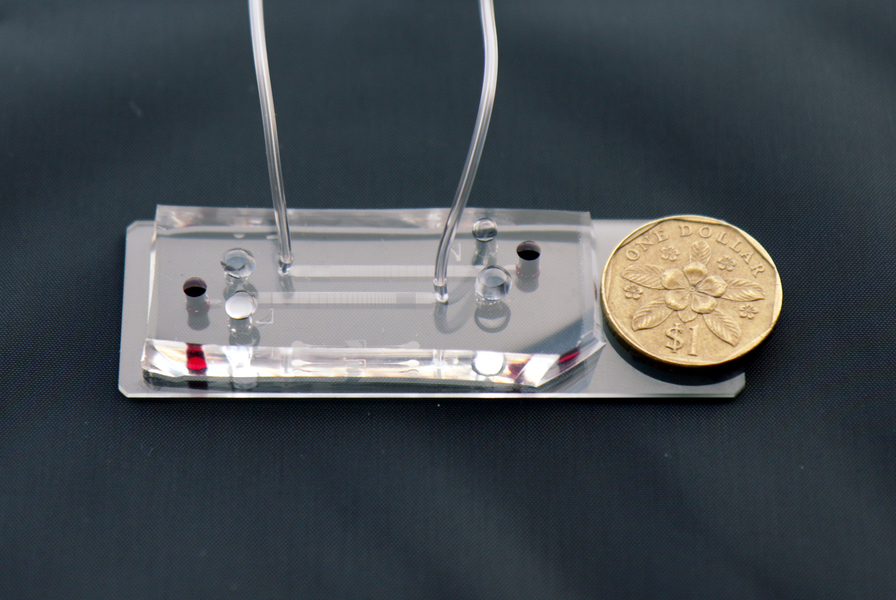 A closeup photo of the microfluidic DLD assay chip with the Singapore $1 coin for scale.