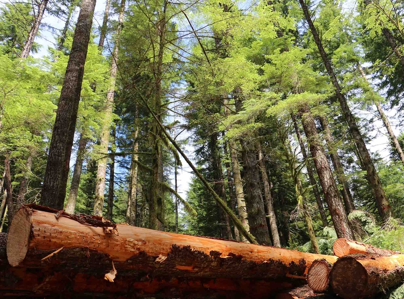 Photo of old growth trees in the forests of the Salem District of Oregon