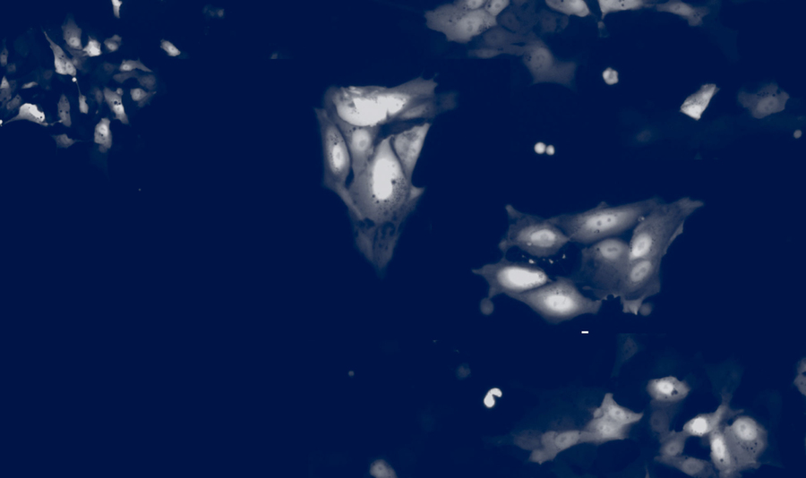 Image of ghostly white cells against a deep blue background