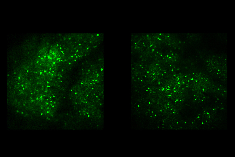 As Novel Sights Become Familiar Different Brain Rhythms And Neurons Take Over Mit News Massachusetts Institute Of Technology As Novel Sights Become Familiar Different Brain Rhythms And Neurons Take Over Mit News Massachusetts Institute Of Technology